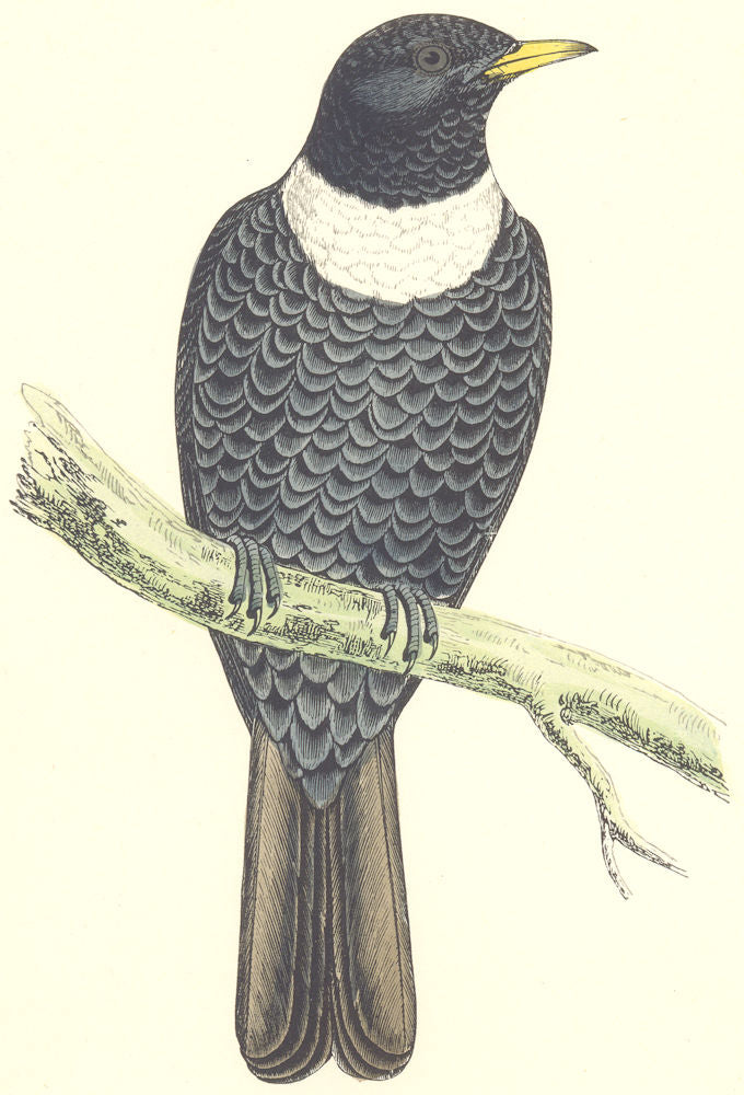 BIRDS. Ring Ouzel. Found in Europe. Africa. Asia (Morris) 1880 old print